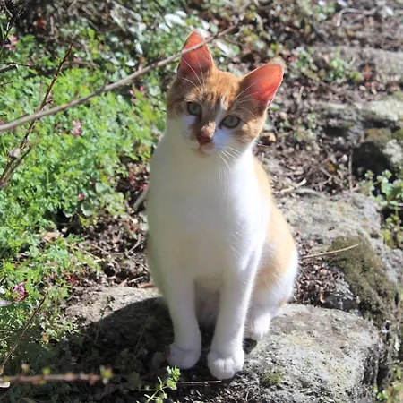Casa Do Brigadeiro Hotel Lajeosa (Guarda)