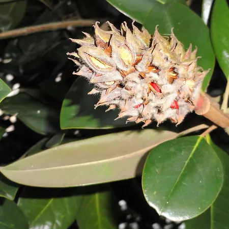 Casa Do Brigadeiro Lajeosa (Guarda)