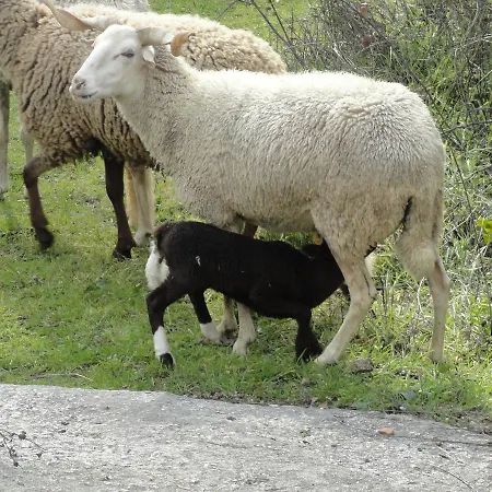 Casa Do Brigadeiro 3* Lajeosa (Guarda)