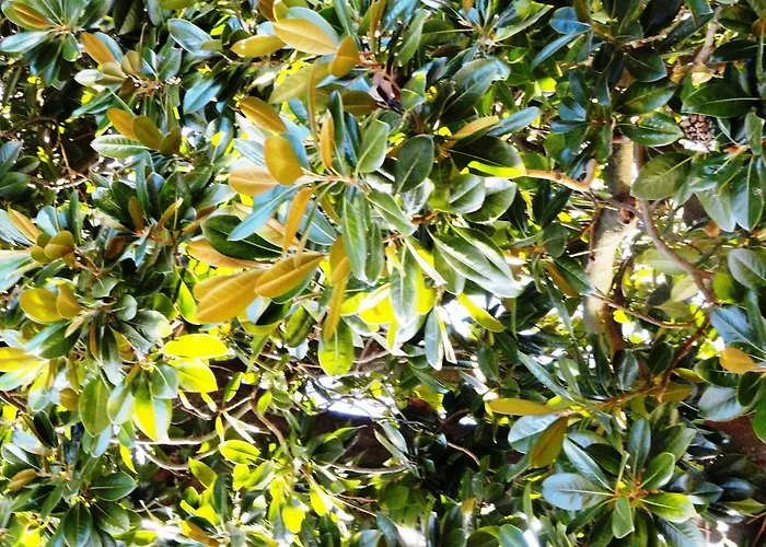 Hotel Casa Do Brigadeiro