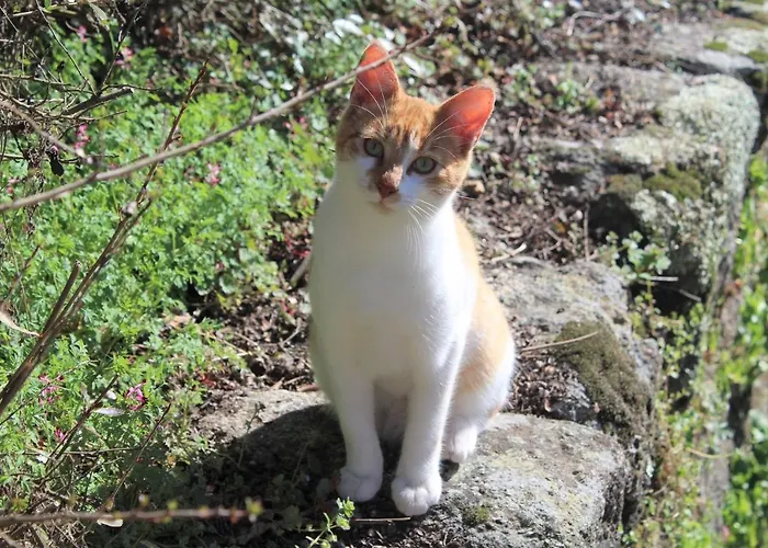 Casa Do Brigadeiro Hotel Lajeosa (Guarda)