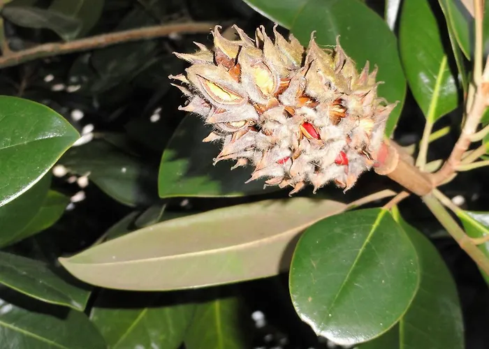 Casa Do Brigadeiro Lajeosa (Guarda)