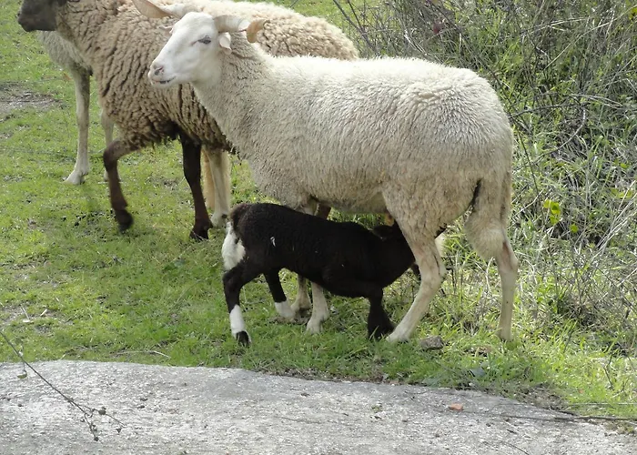Casa Do Brigadeiro 3* Lajeosa (Guarda)